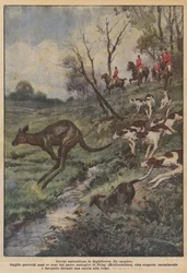 Australische Jagd in England